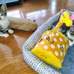 生後約１ヶ月の雄猫です。
