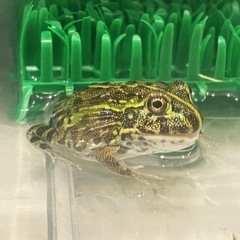 アフリカウシガエル