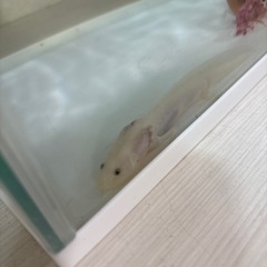 【取引中】ウーパールーパーの画像