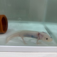 【取引中】ウーパールーパーの画像