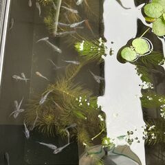 お譲り先決まりました。　めだか ミックス 30匹 