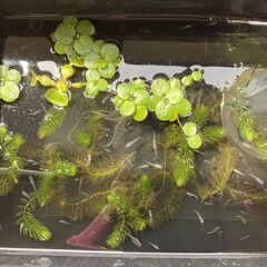 お譲り先決まりました。　めだか ミックス 30匹 の画像