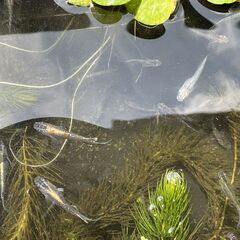 お譲り先決まりました。　めだか ミックス 30匹 の画像