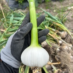 新ニンニク2個セット