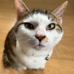 オン眉くん