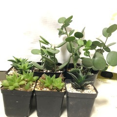 多肉植物　室内育成　ハオルチアと緑の太鼓②