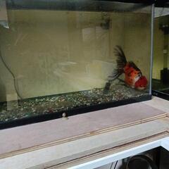 埼玉県川口市から、アマチュア金魚愛好会