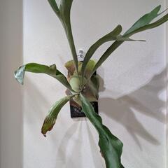 大株！！ビカクシダ　ネザーランド(Netherlands)　観葉...