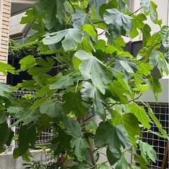 いちじく　果樹