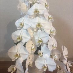 胡蝶蘭　鉢植え