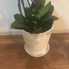 胡蝶蘭　鉢植えの画像