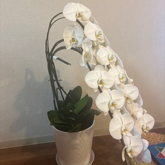 胡蝶蘭　鉢植えの画像