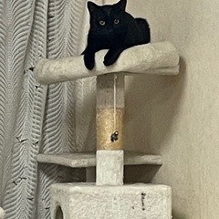 【探しています！】 黒猫のクロミちゃん