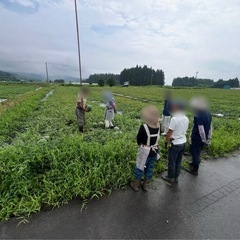 スイカ農家アルバイト【お電話ください】農業の画像