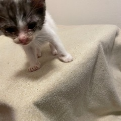 子猫の里親を募集しています。