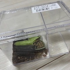 デュビア(Sサイズ)