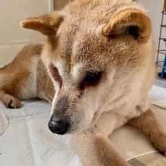 柴犬