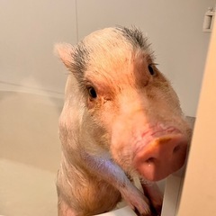 マイクロミニブタ
