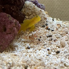 海水　ニシキテッポウエビの画像