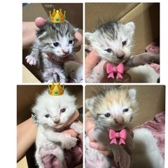 産まれたて赤ちゃん猫4匹