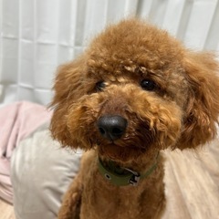 トイプードル１歳5ヶ月