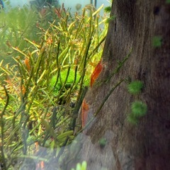赤色　ミナミヌマエビ　　5匹/1setの画像