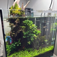 赤色　ミナミヌマエビ　　5匹/1setの画像