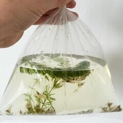 決まりました‼️人気⚠️コケ取りエビ100匹①、おまけ付き🍅