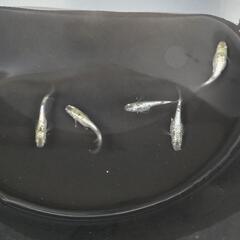メダカ𓆛ネプチューン黄金タイプ5匹𓆛