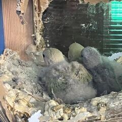 小桜インコ。まだ色はわかりません。