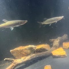 アフパイ2匹ブラックタライロン