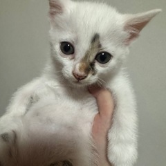仔猫の里親さん募集中