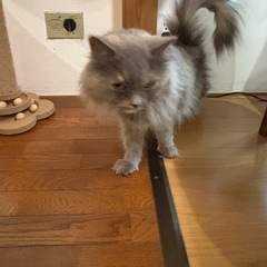 足長ミヌエット　ブルーパッチドタビー　女の子 - 猫