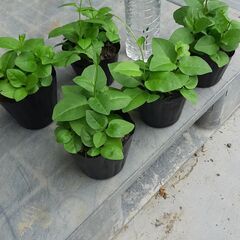 おかわかめ苗　栽培簡単！栄養満点のスーパーフード	 健康野菜 食...