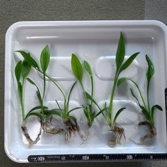 【メダカビオトープ等 水草】ナガバオモダカ④　1株100円　3株...