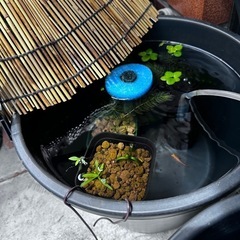 【メダカビオトープ等 水草】ナガバオモダカ④　1株100円　3株で子株おまけの画像