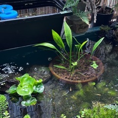 【メダカビオトープ等 水草】ナガバオモダカ④　1株100円　3株で子株おまけの画像