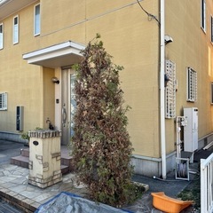 剪定、伐採お任せください！