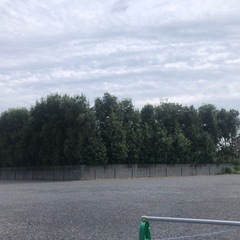 剪定、伐採お任せください！ - 剪定/造園