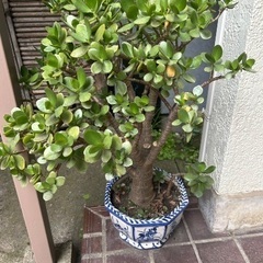 観葉植物　金のなる木
