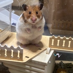 ゴールデンハムスター