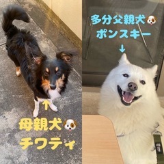 ポンスキーとチワティのミックス犬の女の子の子犬🐶 - 里親募集