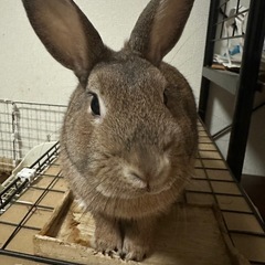 うさぎ里親募集