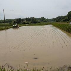 令和5年産（古米） 宮城県産ひとめぼれ 玄米30kgの画像