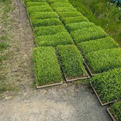 令和5年産（古米） 宮城県産ひとめぼれ 玄米30kgの画像