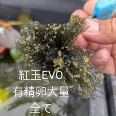 紅玉EVOメダカ。有精卵大量です