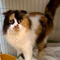 垂れ耳が可愛い三毛猫ちゃん(1歳)