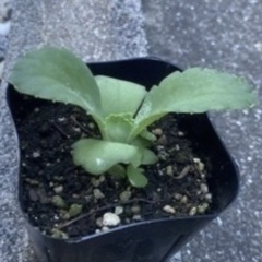 子宝草　ポット苗