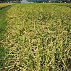 令和６年度産　キヌヒカリ　玄米　３０kg