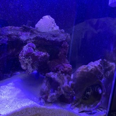 海水魚の飼育用品下さい‼️/買わせて下さい‼️